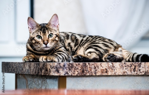 Fototapeta Naklejka Na Ścianę i Meble -  bengal cat animals cute cats bengal kittens