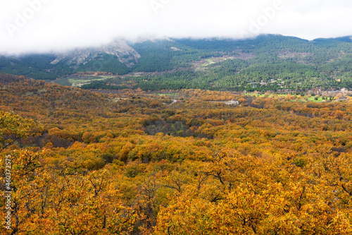 Oak forest in autumn seen from the hill towards the valley