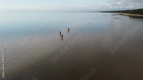 Aerial view of forest beach