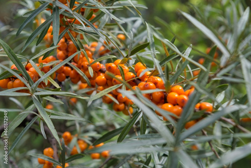 Ripe red berries of wild forest sea buckthorn. Sea buckthorn growing on a tree close up. photo