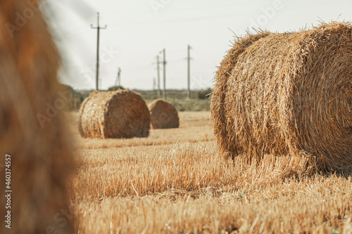 Rural nature in farmlands. Golden hey bale in the field. Yellow straw stacked in a roll. Wheat harvest in the summer. Landscape of the countryside
