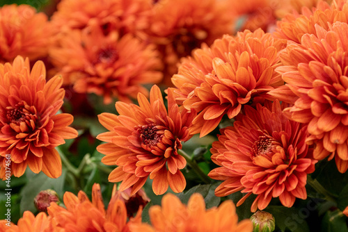 Fototapeta Naklejka Na Ścianę i Meble -  Red flowering chrysanthemums autumnal flower background