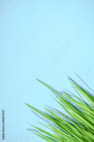 Fresh green grass on a blue table in corner.