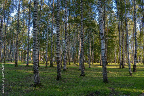 Fototapeta Naklejka Na Ścianę i Meble -  Birch grove and green graas.