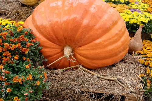 Giant orange pumpkin at the Autumn Farmer's Show