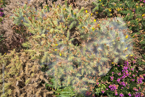Nature decorated to Halloween. Beautiful view of yellow and purple flowering green spiky gorse (Ulex) plant covered with funnel or sperm spider web near rocks in Crone Woods, Co. Wicklow, Ireland
