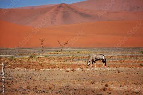 Oryx grazes near the dunes in Namibia