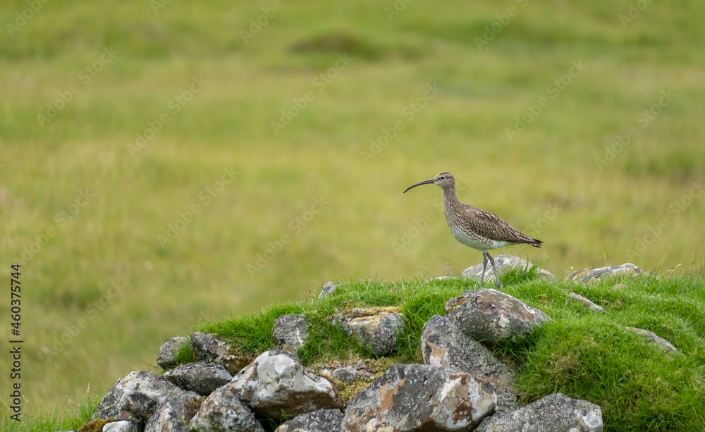 Nesting curlew on Mykines Island, Faroe Islands