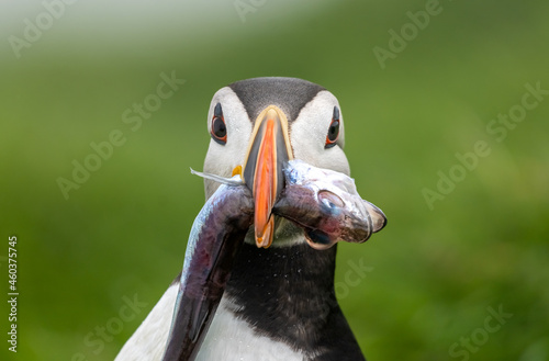 Closeup of a puffin returning to its burrow with a large fish in its beak. Mykines Island, Faroe Isalnds photo