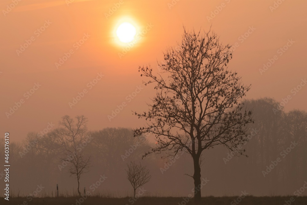 kahler Baum im Morgennebel.