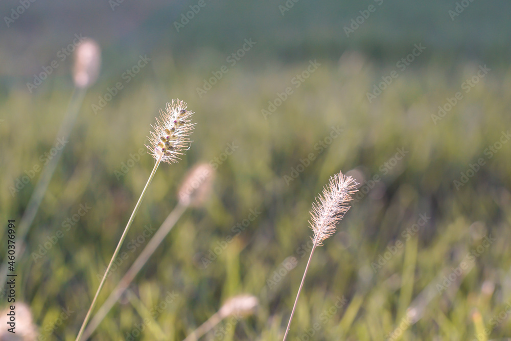 view of grass and grass on a sunny day