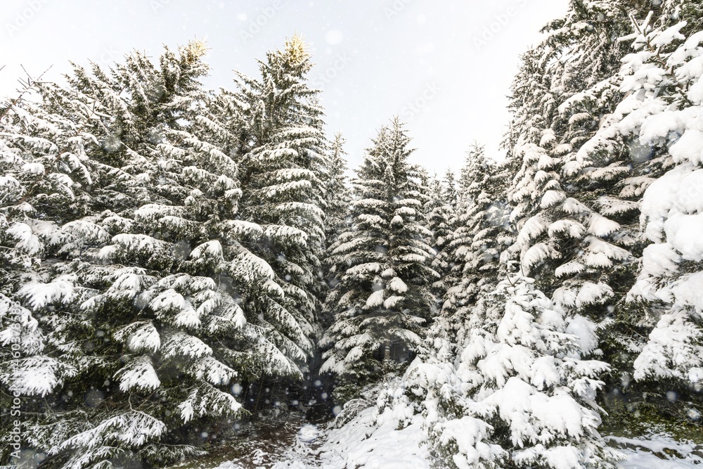 Tall dense old spruce trees grow on a snowy slope