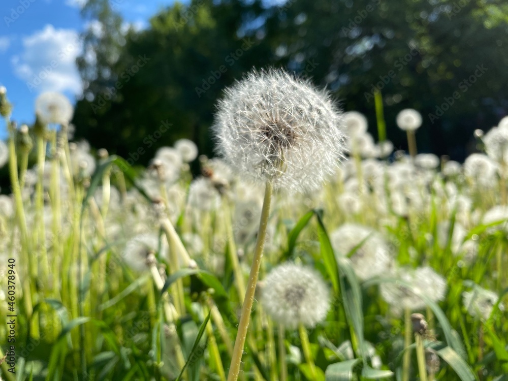 dandelion in the grass dandelion in the grass