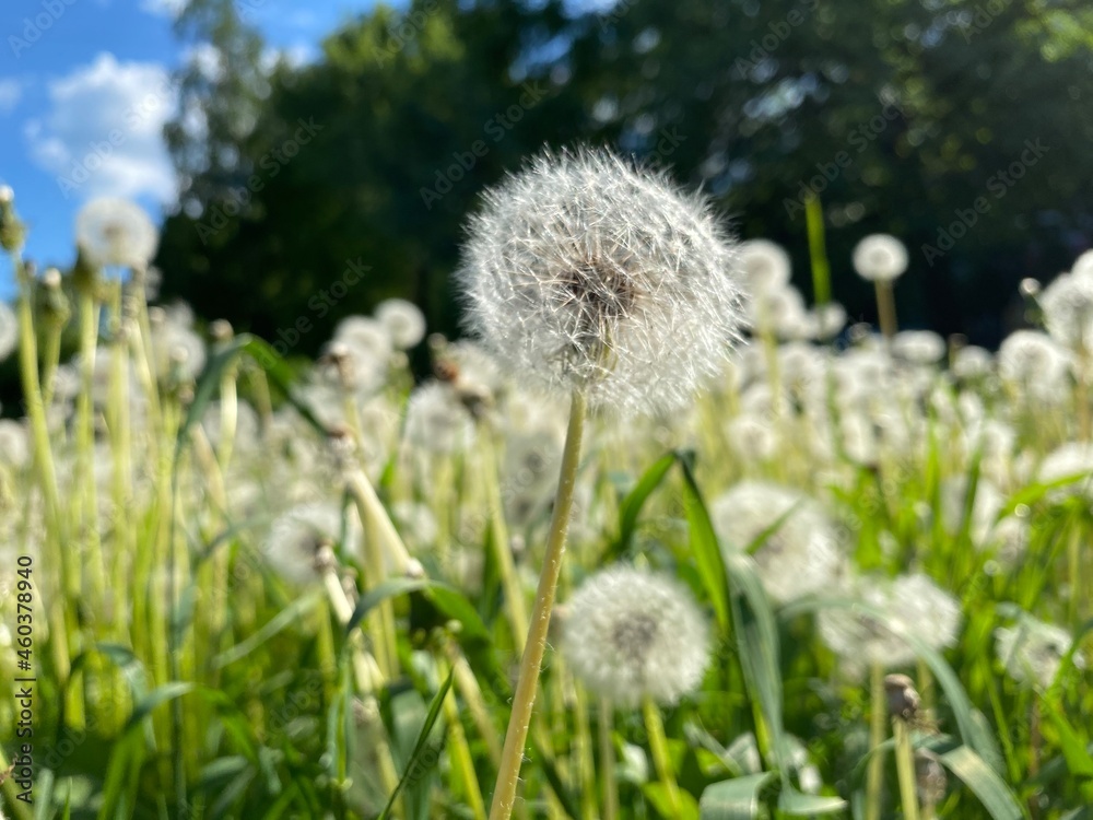 dandelion in the grass