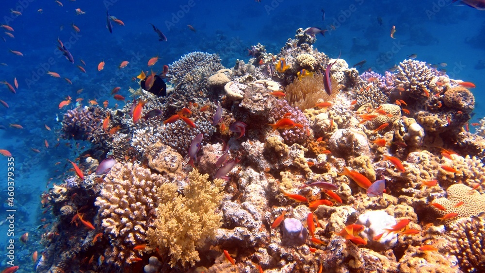 Fototapeta premium Red sea coral reefs