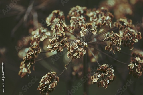 Dry umbellate plant head with seeds outdoors close-up. Brown autumn background. Dry umbrella of an umbel plant with brown seeds on a green background.