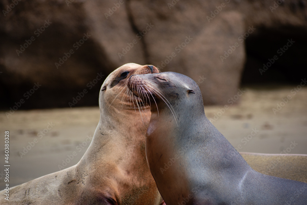 Naklejka premium Cute sea lions kissing 