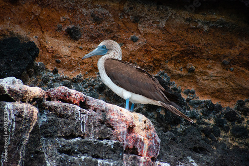 Close up of Blue booby on a rock 