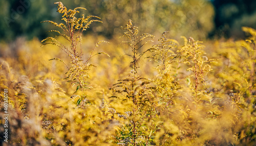 field of wheat