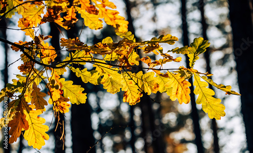 yellow autumn leaves