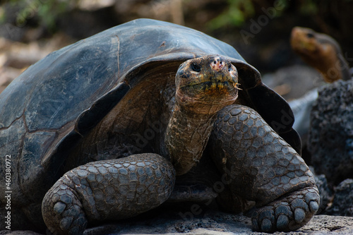 Close up of Galapagos Tortoise eating  