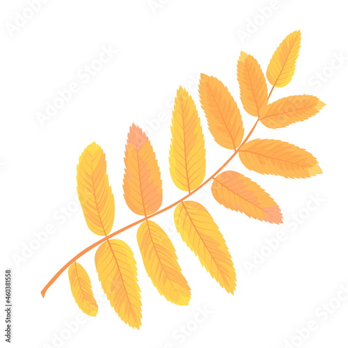 Rowan branch vector stock illustration. Yellow autumn leaves. Deciduous tree. Orange foliage. A single object. Isolated on a white background.