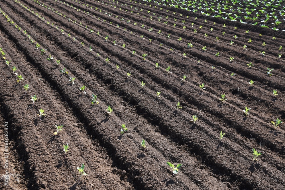 Cabbage cultivation. Cabbage is sown in October, planted in November, and harvested around May of the following year. Cabbage cultivation. Cabbage is sown in October, planted in November, and harvested around May of the following year.