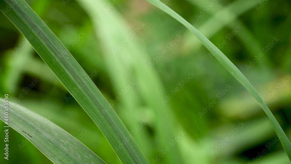 A background of juicy green grass in the wind. Video with a static camera. High quality 4k footage A background of juicy green grass in the wind. Video with a static camera. High quality 4k footage