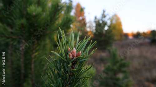 beautiful spruce buds on a tassel tree on a forest background