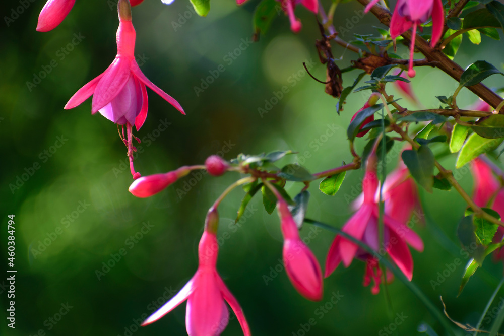 Fleurs Fuchsia -en pot couleur rouge