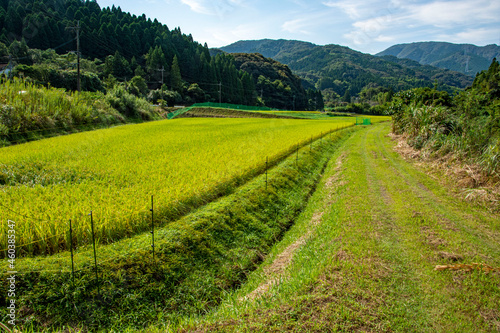 実る稲穂のクローズアップと山村風景