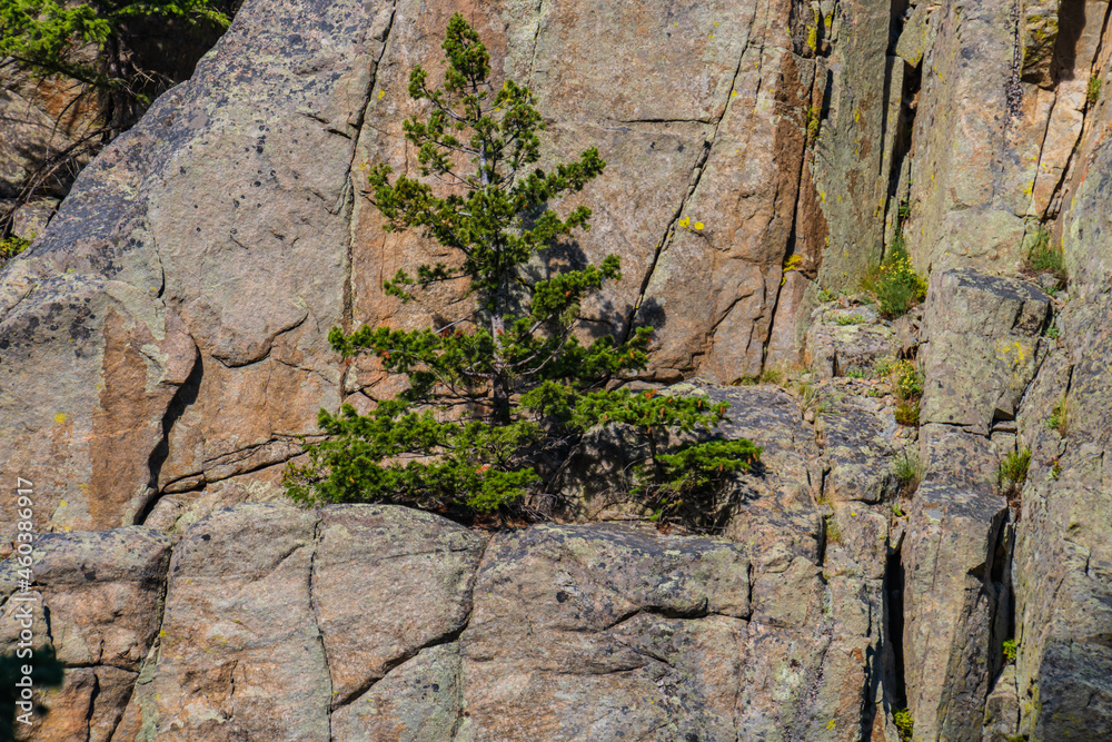 thrive where you are planted: a tree hangs on and grows on a rocky cliff
