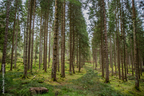 The woodland of Conic Hill, Scotland