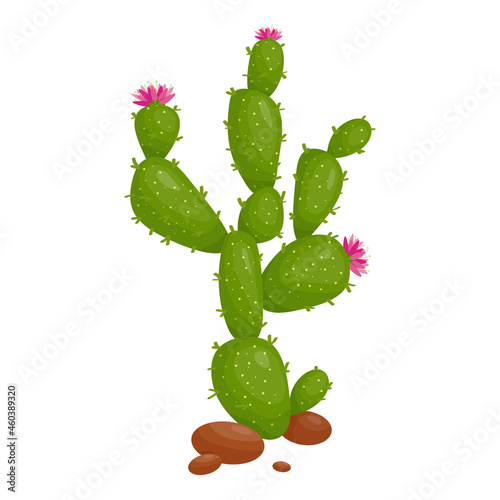 Prickly Pear Cactus Pink Flower Plant Succulent Family Cartoon Vector Graphic