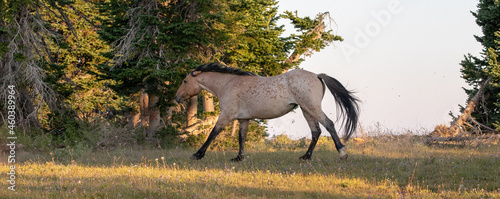 Red Roan Mustang Stallion running in the Pryor Mountains Wild Horse Range on the Montana Wyoming border in the United States