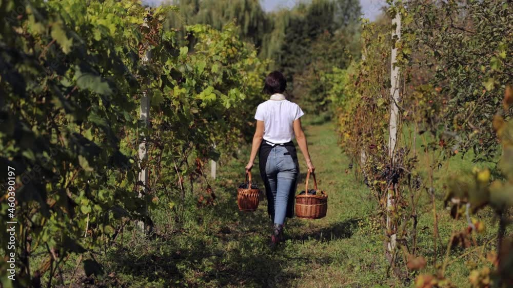 Back view of female farmer carrying two wicker baskets with ripe grape while walking on vineyard. Concept of people, harvest and agriculture. Back view of female farmer carrying two wicker baskets with ripe grape while walking on vineyard. Concept of people, harvest and agriculture.