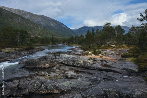 Sheep rest on the bank of a mountain river, Norway.