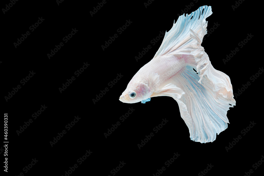 White and blue Siamese betta fighting fish beautiful luxury movement dance power over isolated black background. Animal hobby underwater concept. White and blue Siamese betta fighting fish beautiful luxury movement dance power over isolated black background. Animal hobby underwater concept.