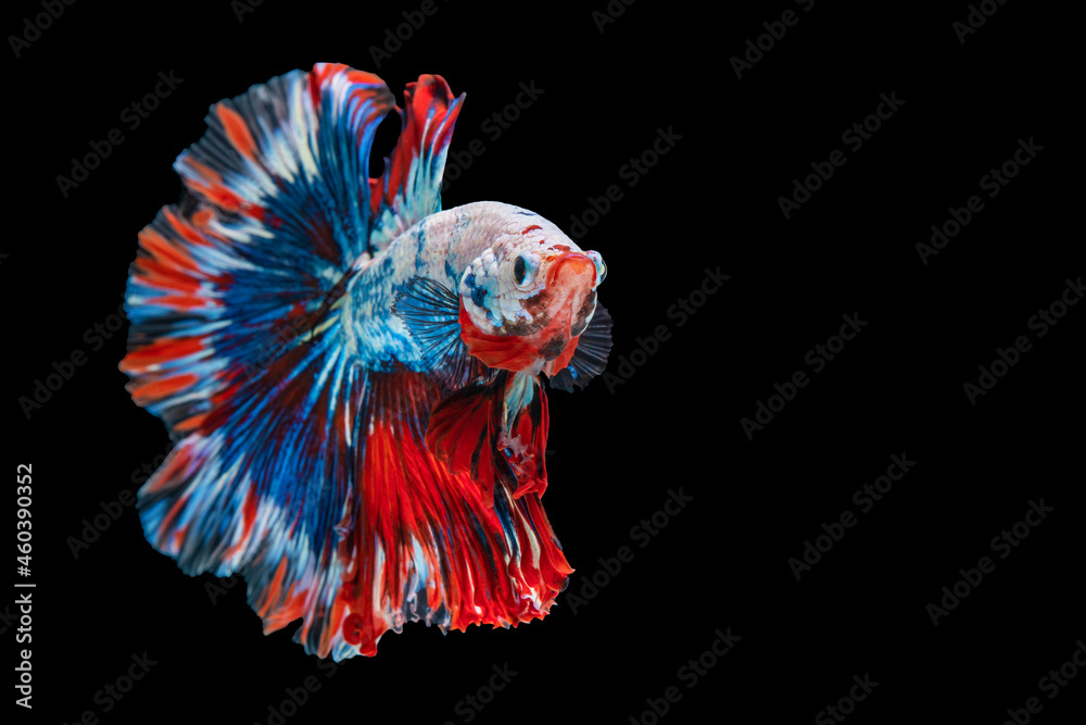 Naklejka premium Rhythmic of betta fighting fish over isolated black background. The moving moment beautiful of white, blue and red siamese betta fish with copy space.