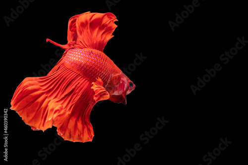 Halfmoon Betta fighting fish in Thailand on isolated black background. The moving moment beautiful of red Siamese betta fish with copy space.