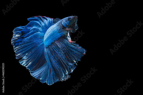 Rhythmic of betta fighting fish over isolated black background. The moving moment beautiful of blue and red siamese betta fish with copy space.