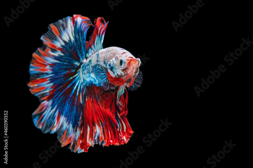 Rhythmic of betta fighting fish over isolated black background. The moving moment beautiful of white, blue and red siamese betta fish with copy space.