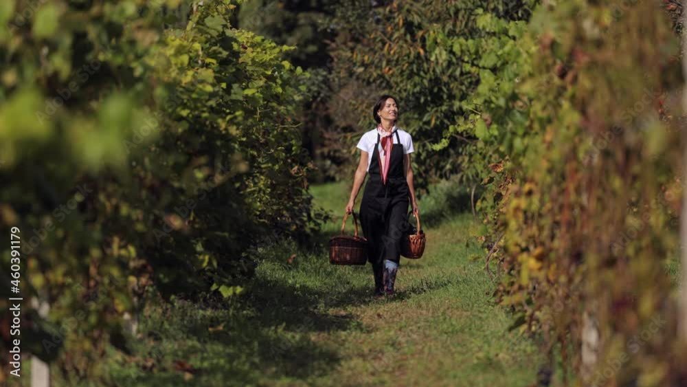 Happy caucasian gardener in black apron walking on vineyard with wicker baskets full of ripe grape in hands. Sunny weather outdoors. Harvesting concept. Happy caucasian gardener in black apron walking on vineyard with wicker baskets full of ripe grape in hands. Sunny weather outdoors. Harvesting concept.