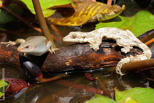 A Kuhl's flying gecko resting. This reptile has the scientific name Ptychozoon kuhli.  photo