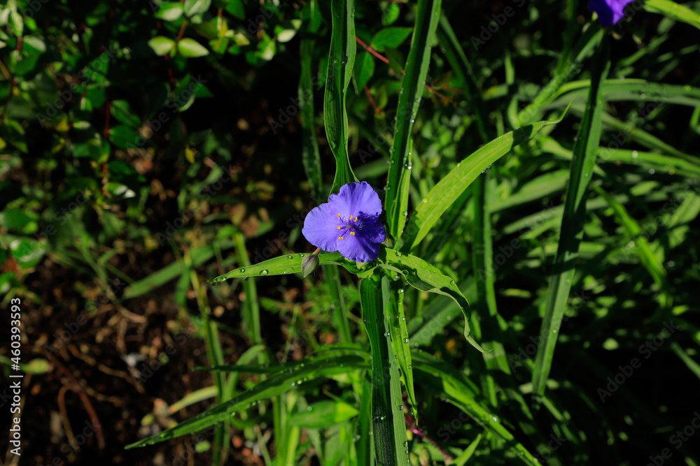 blue iris flower