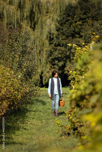 Middle aged woman with dark hair walking on vineyard filed with wicker basket in hands. Female farmer in casual wear and rubber boots spending sunny day for harvesting.