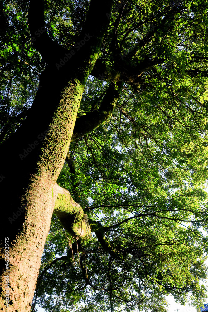 Fototapeta premium green tree trunk