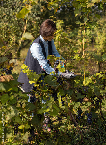 Competent female gardener with scissors in hands cutting bunches of ripe grape outdoors. Caucasian mature woman with dark hair harvesting organic fruits for making wine.