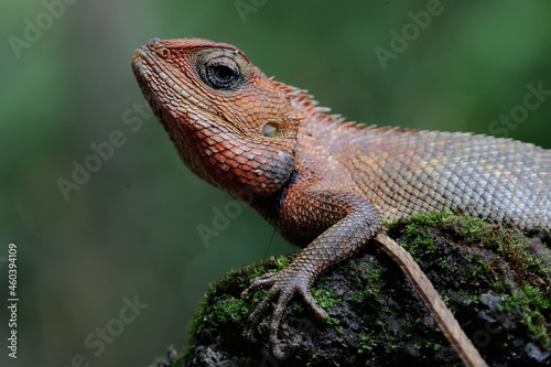 An oriental garden lizard is sunbathing on a moss-covered rock. This reptile has the scientific name Calotes versicolor. 