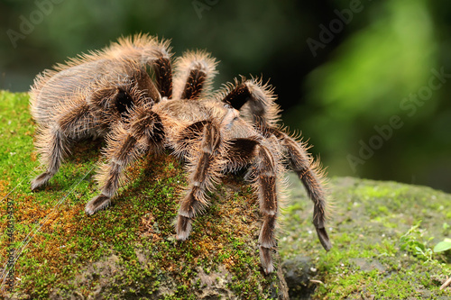 A tarantula is showing aggressive behavior. All types are venomous, but not lethal to humans. 
